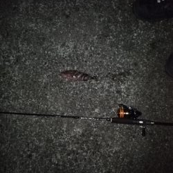 厳しいアジング