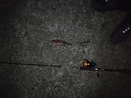 厳しいアジング