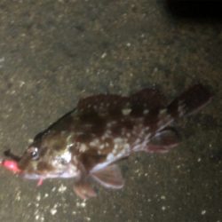 アジングのハズが