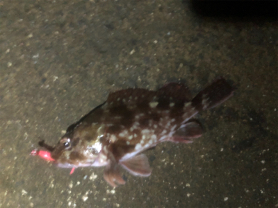 アジングのハズが