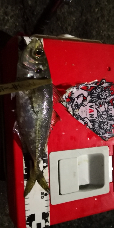 アジング練習  114