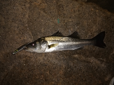 久々のシーバス