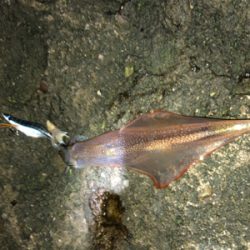 久々のベタ凪、激混みの浜へGO!