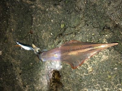 久々のベタ凪、激混みの浜へGO!