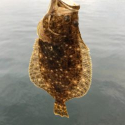 まさかのヒラメ