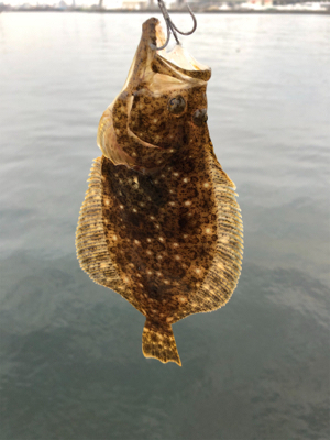 まさかのヒラメ