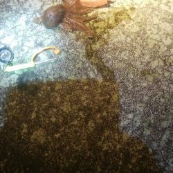 ヤリイカ狙いで・・・