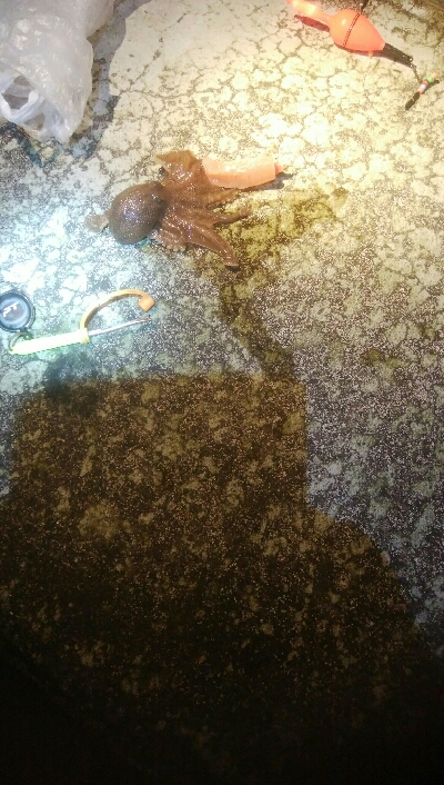 ヤリイカ狙いで・・・