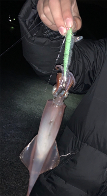 初釣り！初心者イカ釣れました。