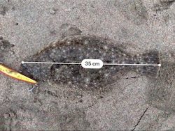 二月半ばなのにもう春の兆し?