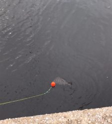 西宮ケーソンへエビまき釣り