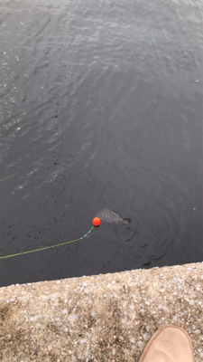 西宮ケーソンへエビまき釣り