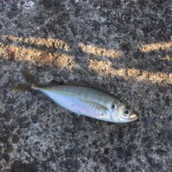 まだ釣れるけど