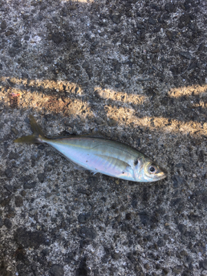 まだ釣れるけど