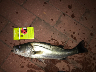 豊洲ぐるり公園　セイゴ