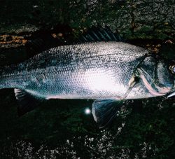 三浦 ヒラスズキ