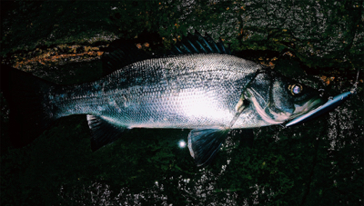 三浦 ヒラスズキ