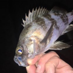 明石周辺メバリング