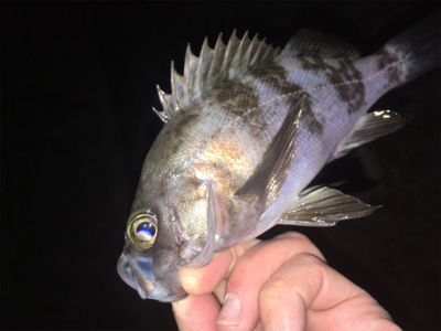 明石周辺メバリング