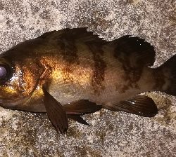 メバリング1805〜1850