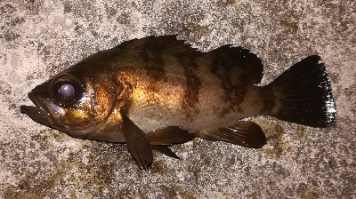 メバリング1805〜1850