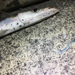 カマス回ってます。デカイです。