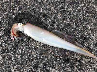 渋い中で何とか1杯