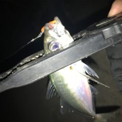 癒しのアジング(^｡^)