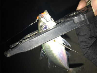 癒しのアジング(^｡^)