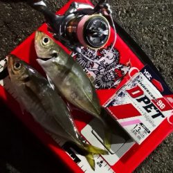 アジング練習 115