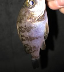 やっと釣れた！！！