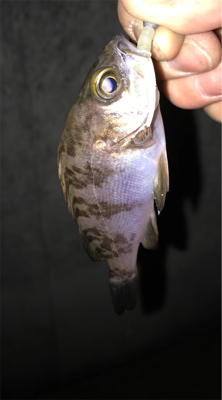 やっと釣れた！！！