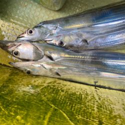 洲本沖　　太刀魚