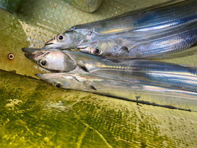 洲本沖　　太刀魚