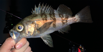 サクッとメバリング