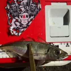 アジング練習 116