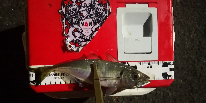 アジング練習 116