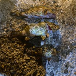 ガシラとメバル