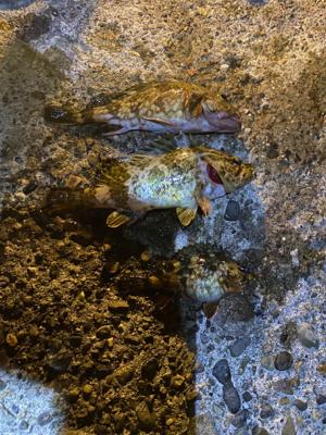 ガシラとメバル