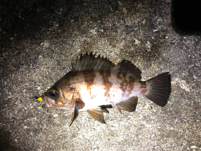 ちょこっとメバリング