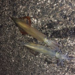 仕事終わりにヤリイカエギング