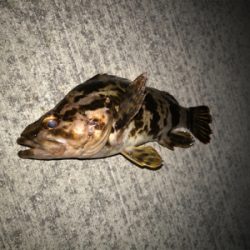 タケノコメバル