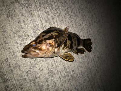 タケノコメバル