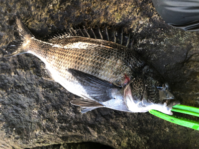 銭撒くダケ釣り！
