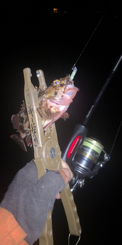 アジング 練習 117