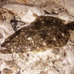 平たいメバル？