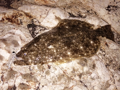 平たいメバル？