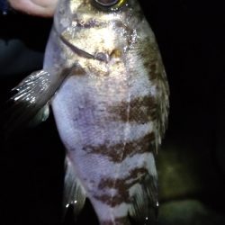 ナイトメバリング