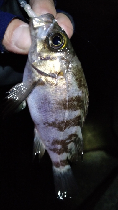 ナイトメバリング