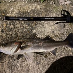 アフターシーバス ？